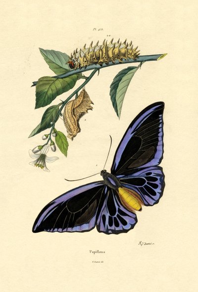 Butterflies by French School
